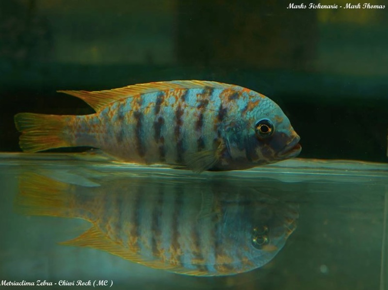 Maylandia zebra 'Chiwi Rocks'